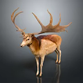 Majestic Brown And White Deer With Large Antlers Standing On Dark Background