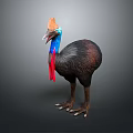 Cassowary With Blue Neck Red Wattle And Brown Feathers In Standing Posture Against Dark Background