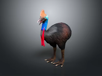 Cassowary With Blue Neck Red Wattle And Brown Feathers In Standing Posture Against Dark Background 3d model