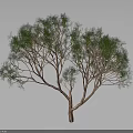 Green Leafy Tree With Brown Trunk And Lush Foliage Against Gray Background