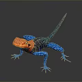 Colorful Lizard With Orange Head Blue Body On Dark Background Showing Vibrant Scales