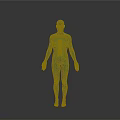 Human Body Organ And Hair Anatomical 3D Model With Transparent Internal Structure