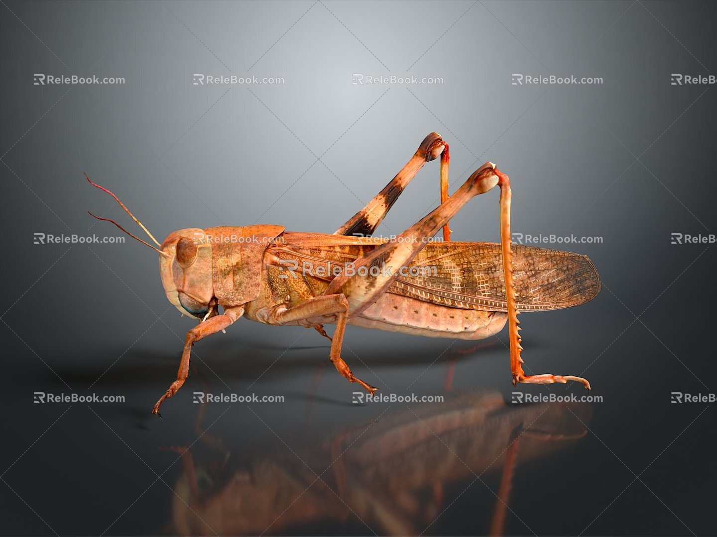 grasshopper insect cartoon locust animation locust anime locust anime game character 3d model