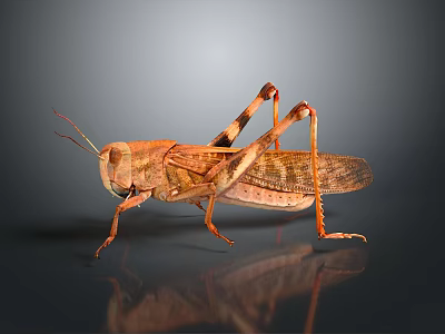 Realistic Locust Toy Figure For Kids Educational Play And Decoration 3d model