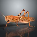 grasshopper insect cartoon locust animation locust anime locust anime game character 3d model