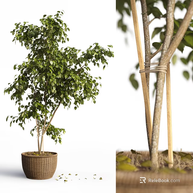 Bonsai Plant With Green Leaves And Thin Trunks Supported By Bamboo Sticks In Woven Pot 3d model 