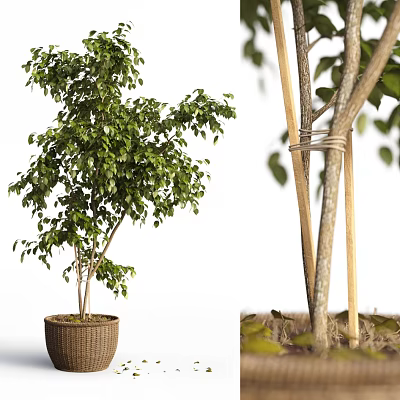 Bonsai Plant With Green Leaves And Thin Trunks Supported By Bamboo Sticks In Woven Pot 3d model