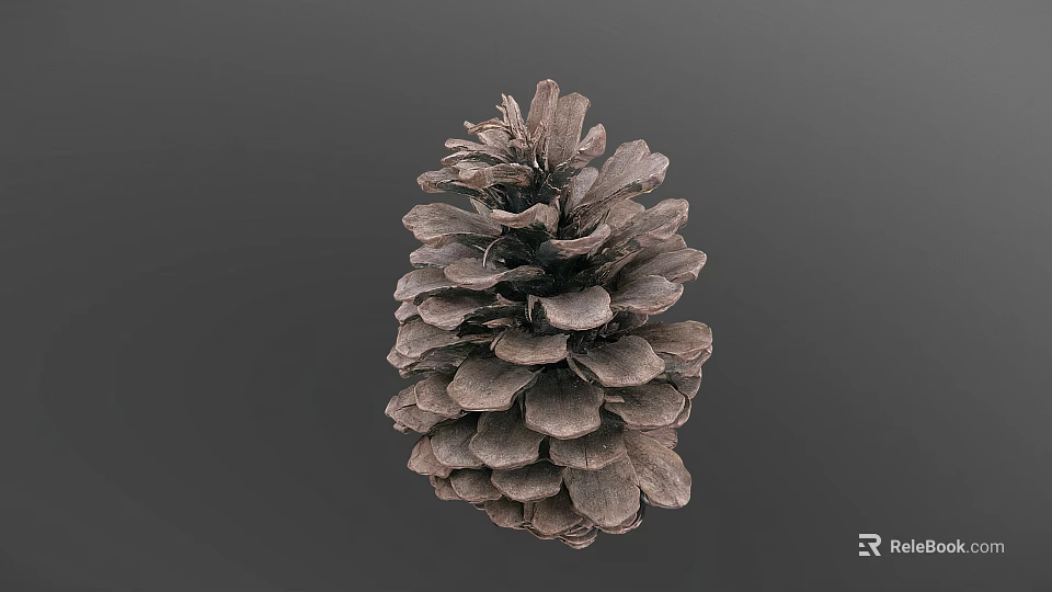 Natural Brown Pine Cone With Detailed Scales On Gray Background 3d model 