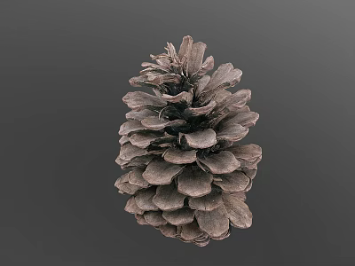 Natural Brown Pine Cone With Detailed Scales On Gray Background 3d model
