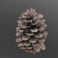 Natural Brown Pine Cone With Detailed Scales On Gray Background