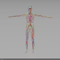 3D Human Body Model Displaying Internal Organs Hair Structure Blood Vessels And Skeleton