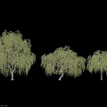 Three Weeping Willow Trees With Green Leaves And Weeping Branches On Black Background
