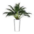 Lush Green Potted Plant With Feathery Leaves In White Ceramic Pot