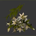 Beautiful White Lilies Arranged in White Vase on Transparent Coaster with Dark Background