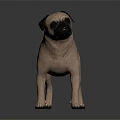 Realistic Light Brown Pug Dog Standing On Dark Smooth Surface Render
