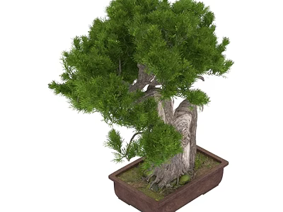 Bonsai Tree With Lush Green Foliage And Thick Trunk In Square Pot 3d model