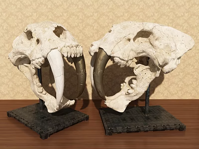 Two Skull Decorative Ornament Set With Long Fangs Black Base On Wooden Surface 3d model