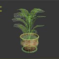 Potted Plant With Green Leaves In Terracotta Pot On Dark Background
