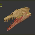 Detailed Crocodile Skull Skeleton Displaying Sharp Teeth And Anatomical Structure 3d model