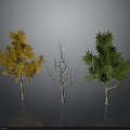 Three Trees Display Yellow Foliage Leafless Trunk And Green Leaves