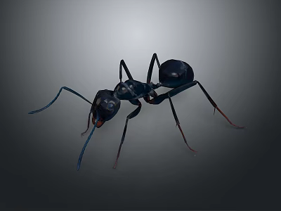Close up view of black ant with detailed body and long antennae on dark background 3d model