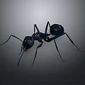 Close up view of black ant with detailed body and long antennae on dark background