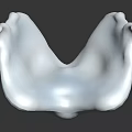 Anatomical Organ And Hair Structure Model With White Textured Surface Detail Design