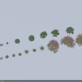 Different Shrub Species Including Oleander and Myrtle for Garden Landscaping