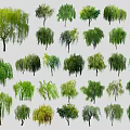 Diverse Trees with Weeping Branches Lush Green Leaves and Various Shapes