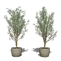 Two Olive Tree Bonsai Potted Plants in Light Gray Pots with White Background
