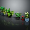 Beautiful Indoor Potted Plants With Green Variegated Leaves And Stylish Ceramic Planters
