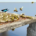 Bees and Butterflies Flying Around Wooden Honeycomb Platform Collecting Nectar