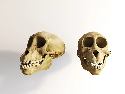 Two Fossilized Skulls With Detailed Anatomical Features And Visible Teeth 3d model