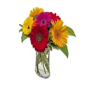 Potted Gerbera Plant With Yellow Red Pink Flowers And Green Leaves In Clear Pot