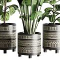 Three Lush Bonsai Potted Plants with Patterned Planters and Green Leaves