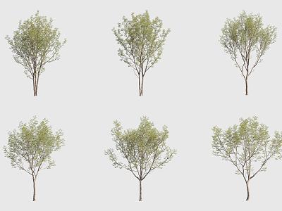 Rough Leaf Tree Landscape Tree 3d model