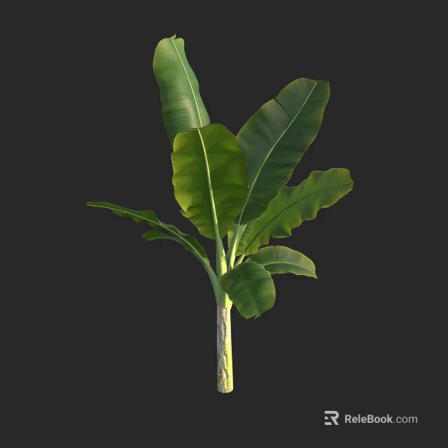 Tropical Arbor With Large Green Leaves And Tall Straight Trunk Structure 3d model 