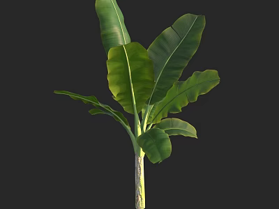 Tropical Arbor With Large Green Leaves And Tall Straight Trunk Structure 3d model