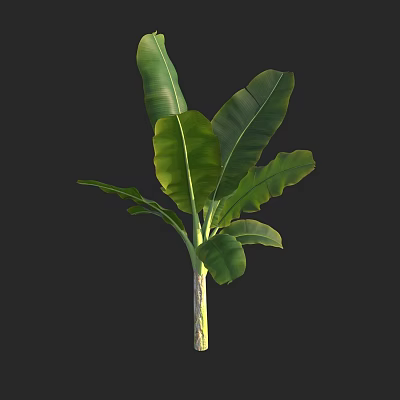 Modern banana tree banana tree 3d model