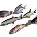 Various Types of Aquatic Fish With Colorful Scales Unique Fins And Different Body Shapes