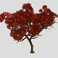 Vibrant Red Leaf Tree With Brown Trunk Against Gray Background 3d model