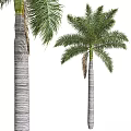 Tall Palm Trees With Lush Green Fronds And Straight Trunks In Natural Environment