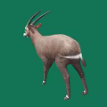 Brown Antelope With Long Horns And White Feet Standing On Green Background