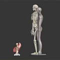 Human Limb and Organ Anatomical Models Featuring Skeleton Muscle and Internal Organs