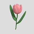Beautiful Pink Tulip Plant with Fresh Green Leaves and Long Green Stem
