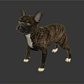 3D Rendering Of Brown Black French Bulldog With White Paws Standing On Gray Background