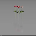 Three Pink Red and Light Pink Roses with Green Stems And Leaves on Dark Background