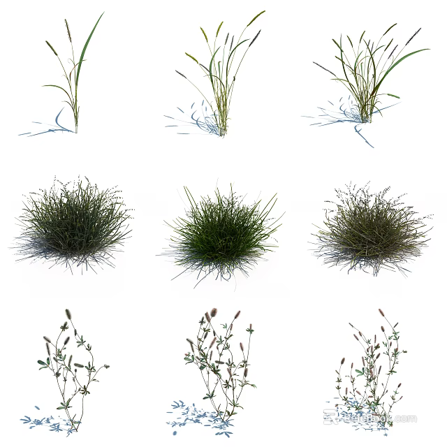 Different Types of Natural Grass Plants with Various Growth Forms and Textures 3d model 