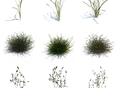 Different Types of Natural Grass Plants with Various Growth Forms and Textures 3d model