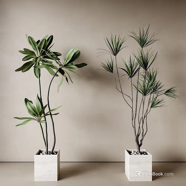 Indoor Potted Plants With Different Green Leaves In White Square Pots Against Neutral Wall 3d model 